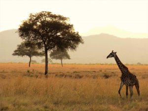 The wild giraffe is listed as vulnerable on the endangered species list most recently. Read the article to find out more.