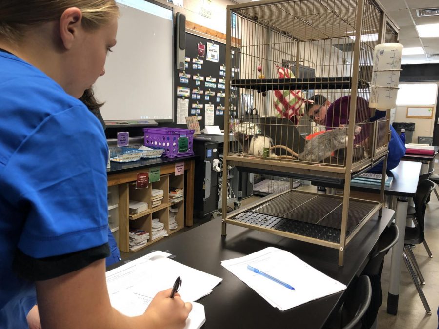 Students will the BOCES Animal Science program get up close and personal with all kinds of animals in order to better understand their care and development. For those interested in veterinary science, grooming, rescues, this is the program for you.