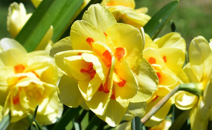 Daffodils are one of the first flowers to bloom once spring begins. However, they have been blooming since February. When flowers bloom unusually early, the team at the Bayard Cutting Arboretum worries that they may be killed by frosts before spring officially begins.