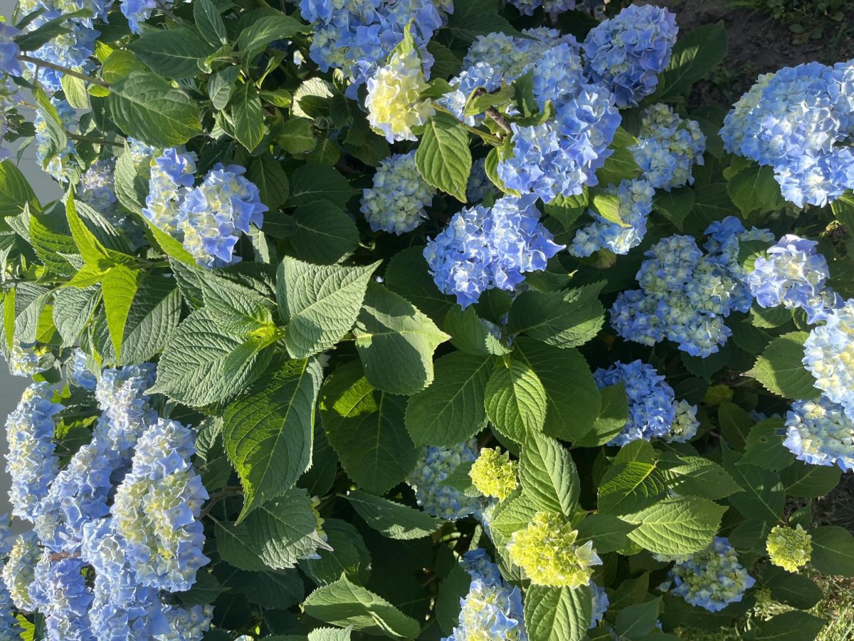 Nothing is more chic than a vase of hydrangea flowers.